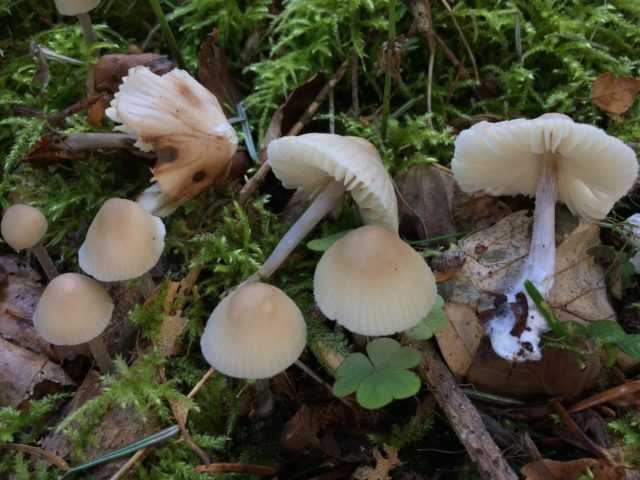 Мицены (грибы). описание, фото и виды
