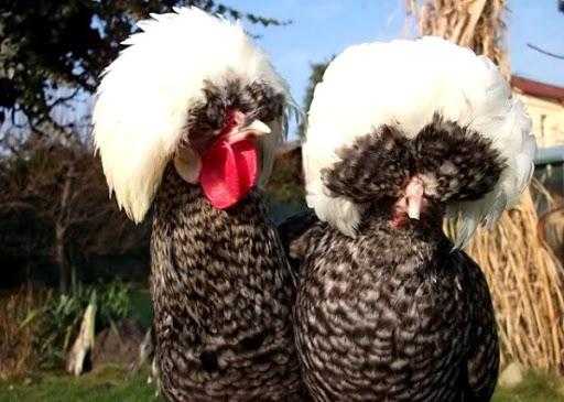 Голландская белохохлая курица: самая популярная среди голландских пород