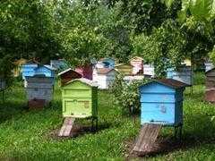 Кочевое пчеловодство - необходимый шаг к улучшению кормовой базы пасеки | практическое пчеловодство