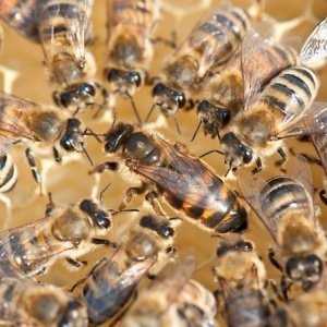 Как правильно вывести матку пчелы? видео
