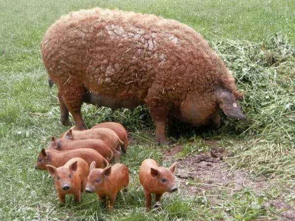 Венгерская мангалица порода свиней: описание, характеристика
