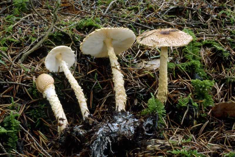 Симптомы отравления ядовитыми и съедобными грибами | компетентно о здоровье на ilive