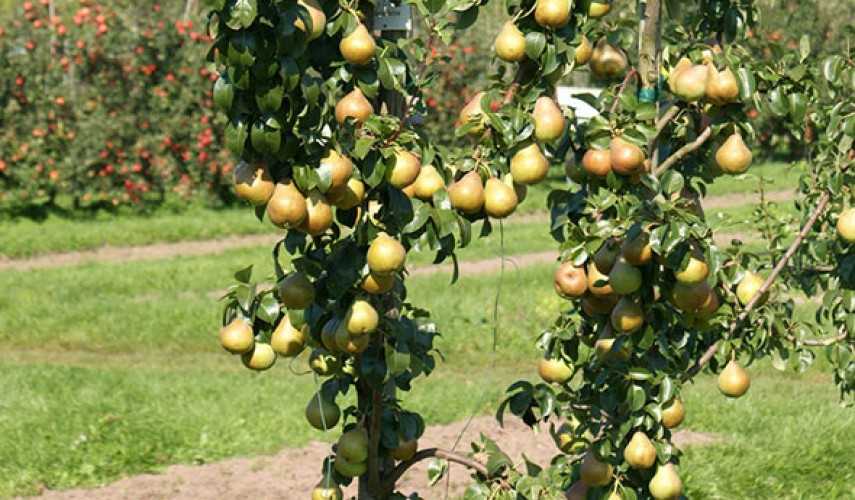 Описание сорта яблони поспех: фото яблок, важные характеристики, урожайность с дерева