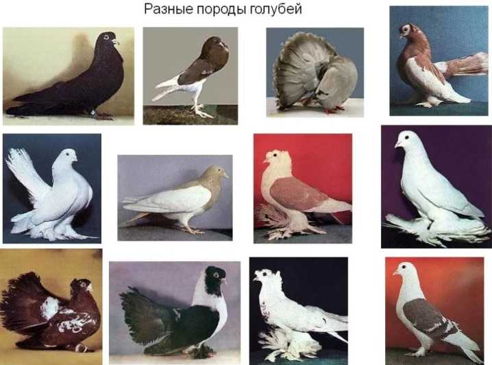 Бакинские бойные голуби, разнообразие породы и характеристика игры бакинца