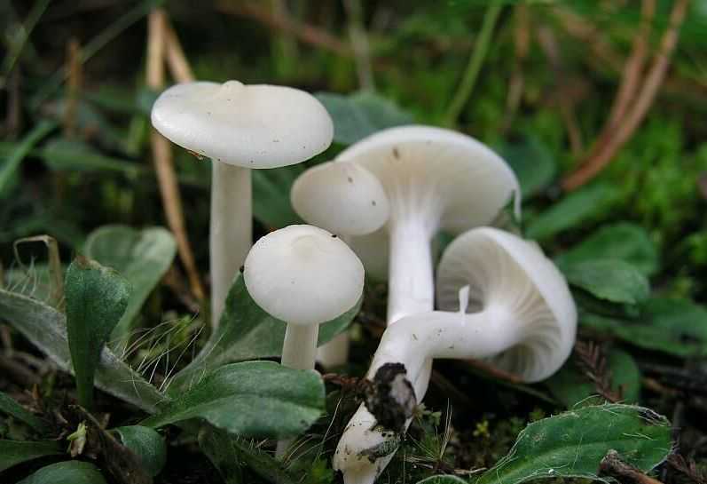 Гигрофор желтовато-белый (hygrophorus eburneus) –  грибы сибири