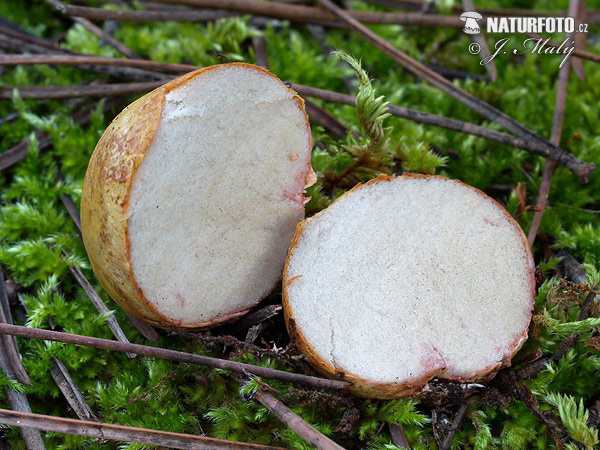 Пороховик гриб – гриб порховка — описание с фото полезных свойств и вреда, использования в кулинарии