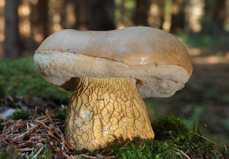 Подберезовик розовеющий: описание и сходство с другими грибами