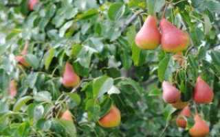 Корнесобственные плодовые: как вырастить яблоню и грушу из черенка