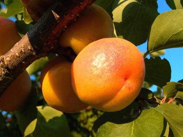 Лучшие сорта абрикоса устойчивых к монилиозу