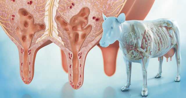 Ветеринария крс | альтернативные средства лечения мастита коров