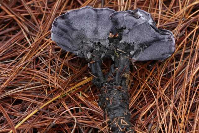 Как выглядит гриб ежёвик: фото и описание съедобных и несъедобных грибов, как готовить