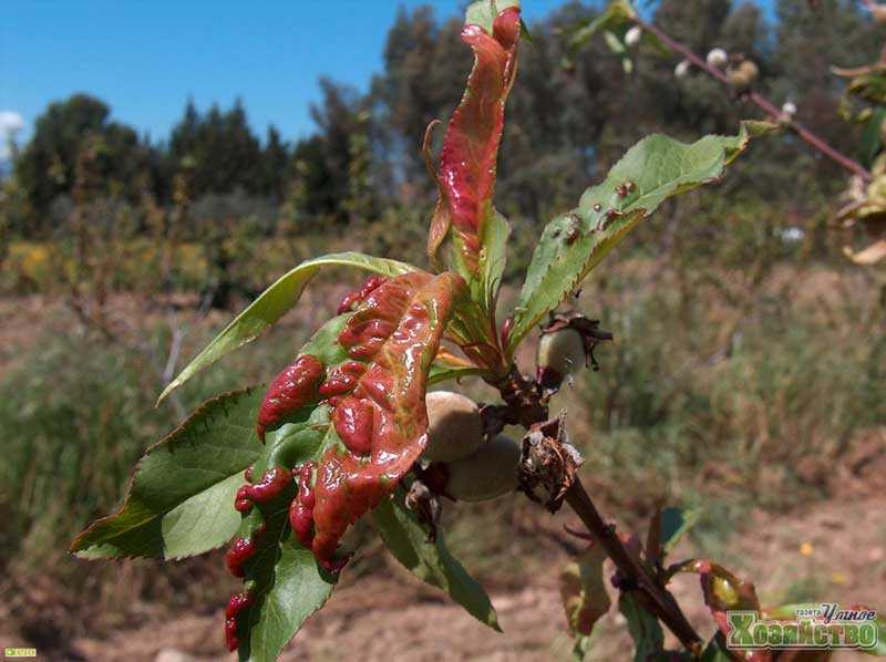 Болезни персика и их лечение, вредители персика и борьба с ними, а также, как защитить и восстановить поврежденное растение