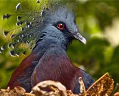 Венценосный голубь. образ жизни и среда обитания венценосного голубя | животный мир