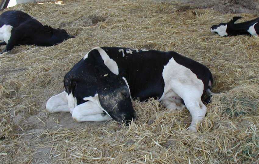 Стефанофиляриоз коров - болезни коров