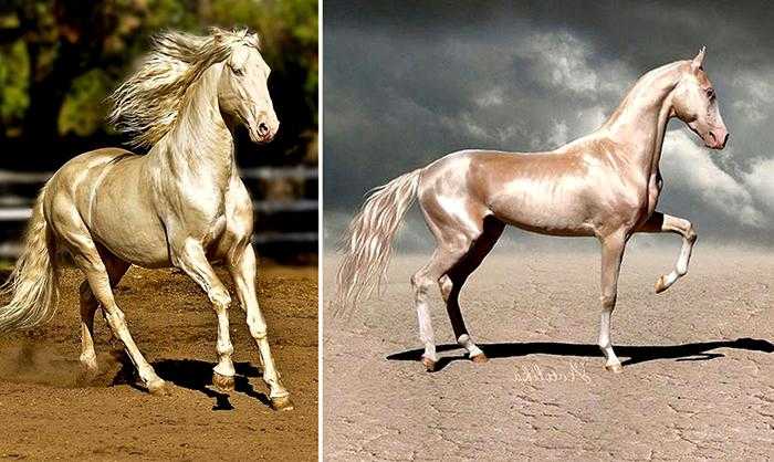 Ахалтекинская лошадь — википедия. что такое ахалтекинская лошадь