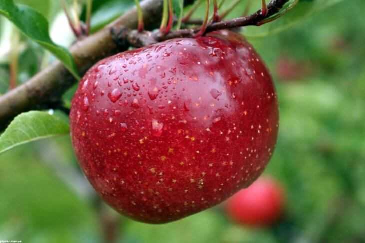 Яблоня недзвецкого: описание, фото, отзывы садоводов, уход