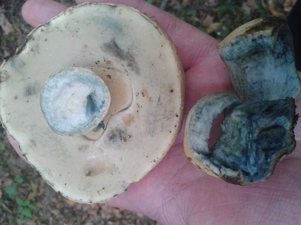 Перечный гриб: +17 фото и описание, съедобный или нет?