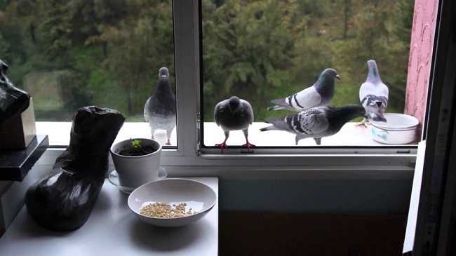 Как избавиться от голубей: 8 лучших репеллентов и отпугивателей для защиты дома