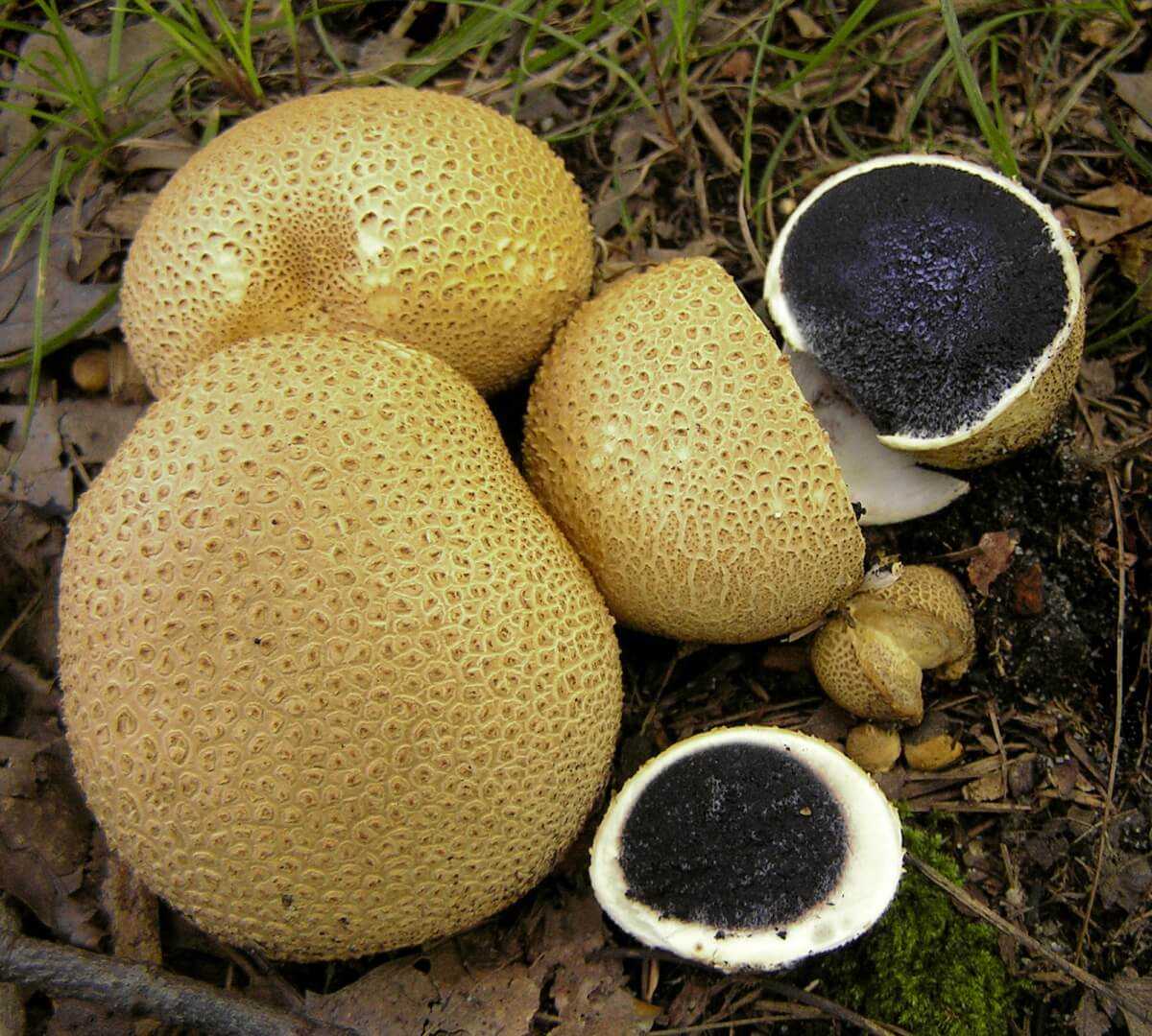 Ложнодождевик бородавчатый – растрескивающийся гриб