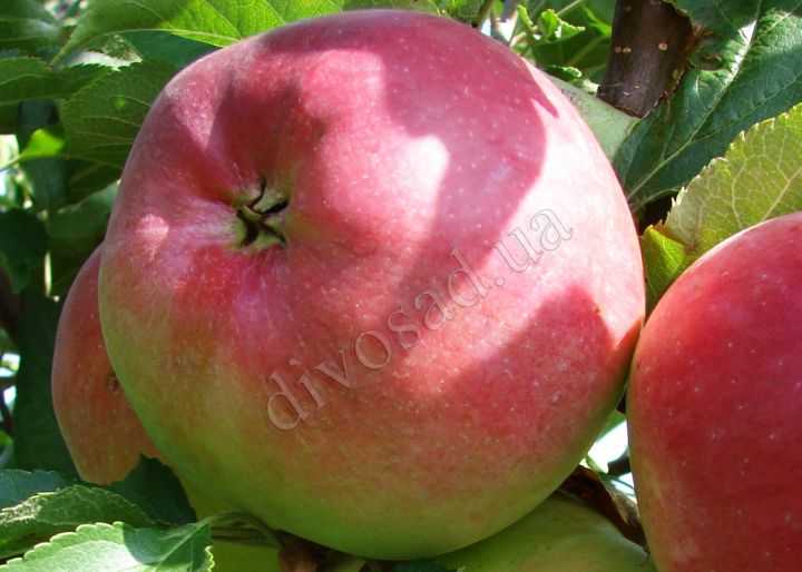 Описание и характеристики сорта яблонь лигол, тонкости выращивания