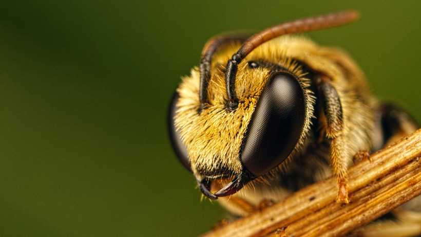 Строение пчелы - пчеловодство - животноводство - собственник