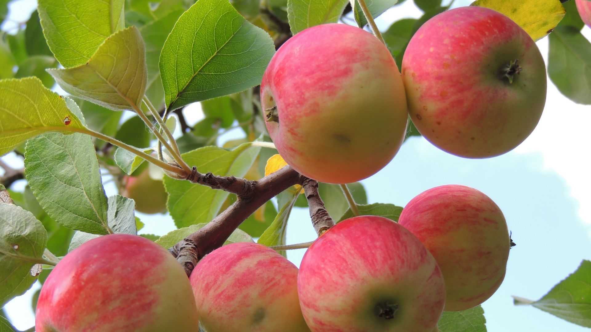 Яблоня «услада» — старый поверенный сорт