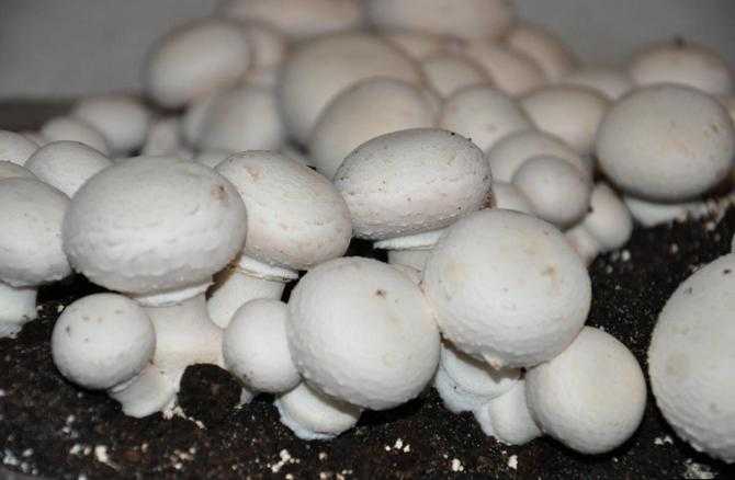 Выращиваем грибы на даче - грибной сезон у вас под окном!