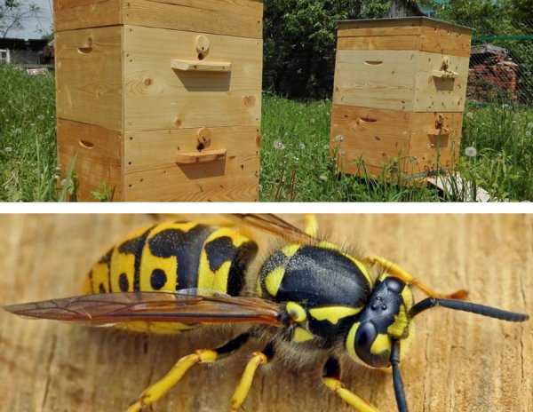 Как избавится от ос на пасеке | практическое пчеловодство