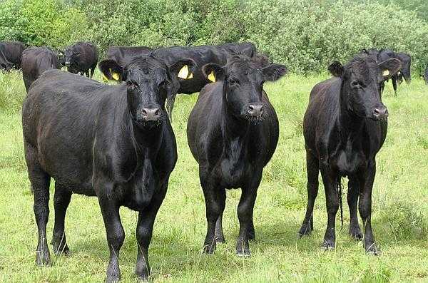 Мясные породы быков: описание лучших пород и фото