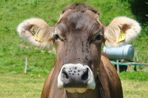 Спорадический энцефаломиелит крс - болезни коров