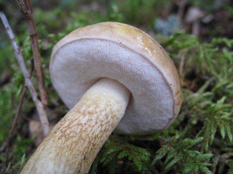 Сетконоска сдвоенная (phallus duplicatus) или диктиофора (dictyophora duplicata): фото, описание и интересные факты о грибе