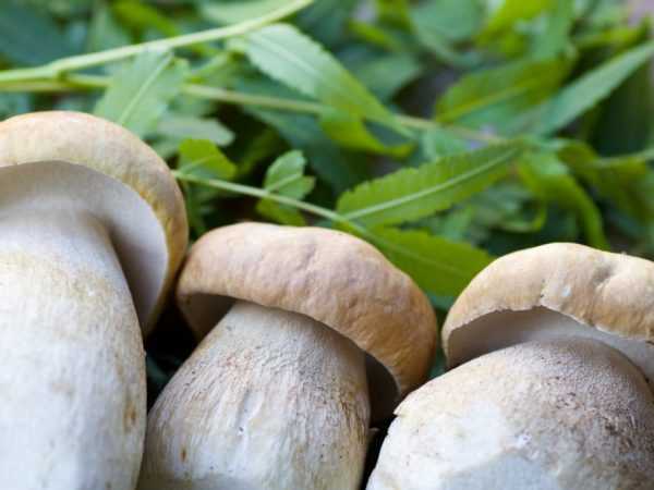 Энтолома весенняя – непривлекательный ядовитый гриб