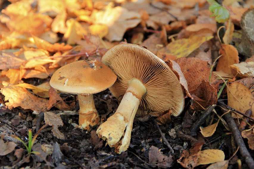 Паутинник съедобный или гриб толстушка: фото, описание, как готовить и где он растет