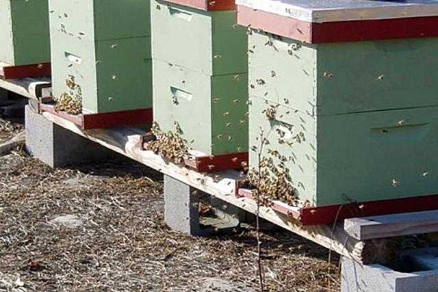 Содержание пчел в многокорпусных ульях. конструкция улья лангстрота-рута