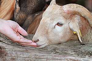 Анаэробная энтеротоксемия крупного рогатого скота - болезни коров