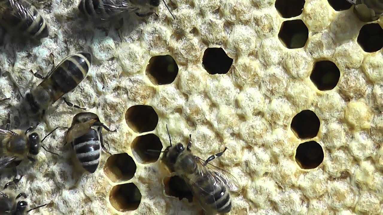 Препарат окситетрациклин для лечения гнильца у пчел |