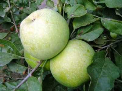Сорт яблок семеренко