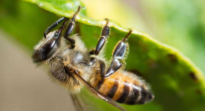 Пчелы убийцы: африканские пчелы, внешний вид и опасность