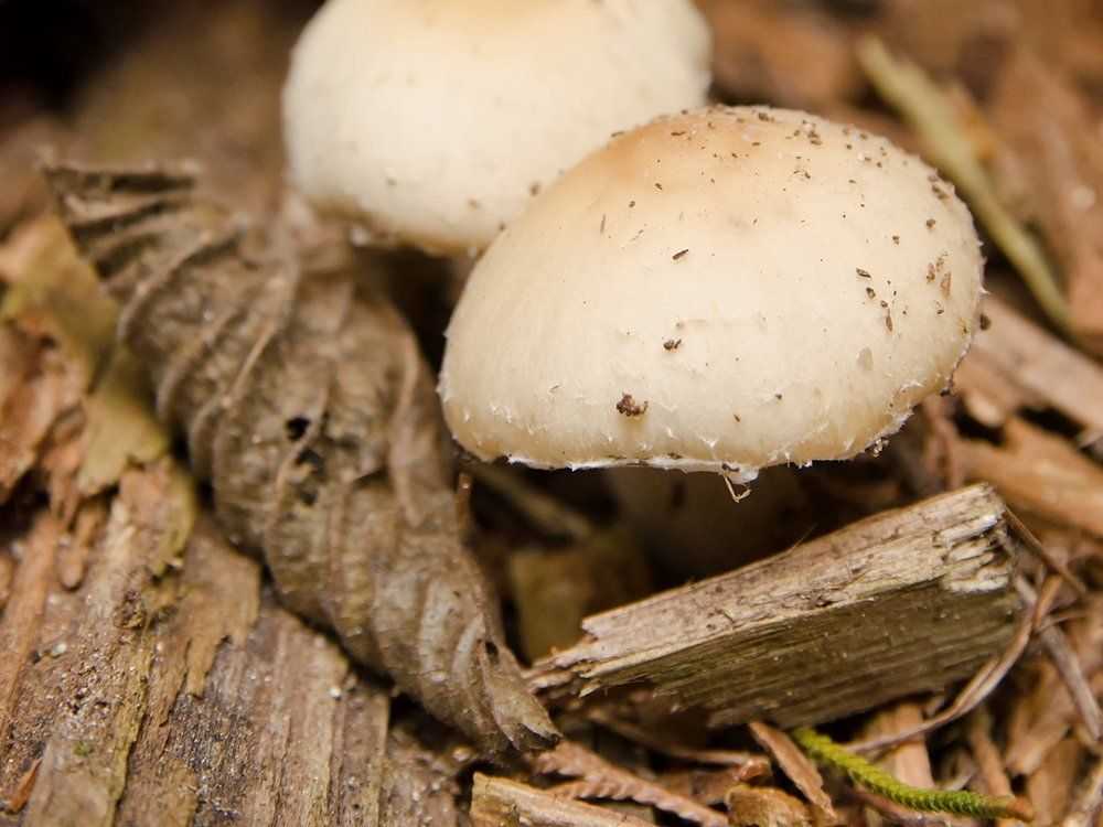 Можно ли вырастить подберезовики на даче самостоятельно: как правильно культивировать гриб, что для этого нужно, описание технологии. Как создать питательную среду для размножения. Особенности сбора урожая.