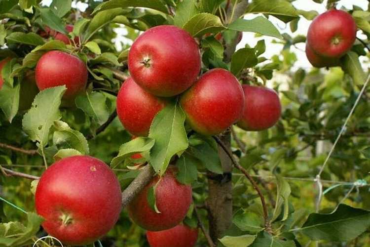 Характеристики и описание сорта яблони пепин шафранный, особенности выращивания и ухода - всё про сады