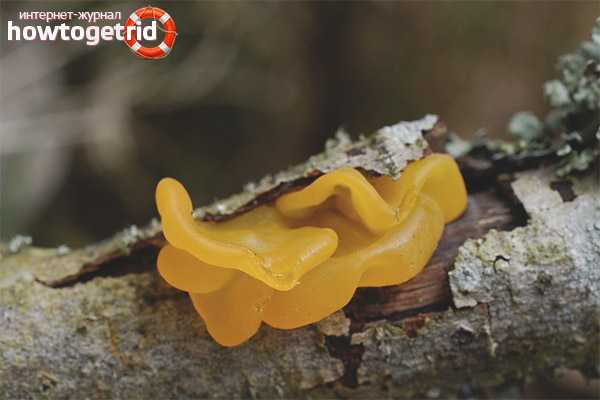 Дрожалка оранжевая (tremella mesenterica): как выглядит, где и как растет, съедобный или нет, как готовить
