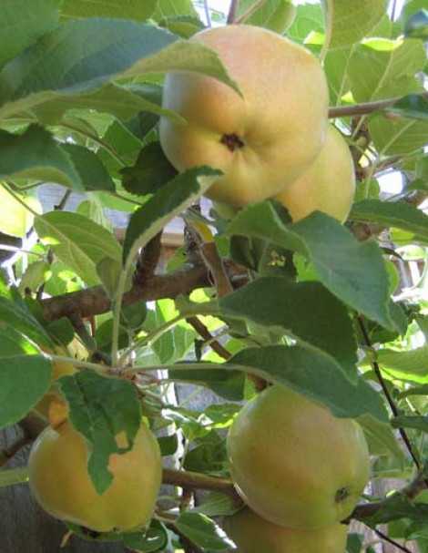 Описание сорта яблони розовый налив: фото яблок, важные характеристики, урожайность с дерева