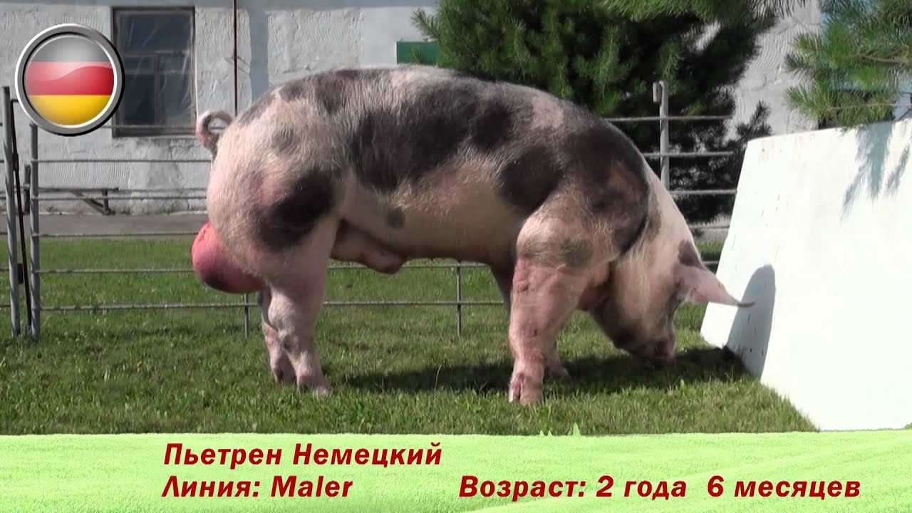Порода свиней пьетрен: описание, характеристика, фото