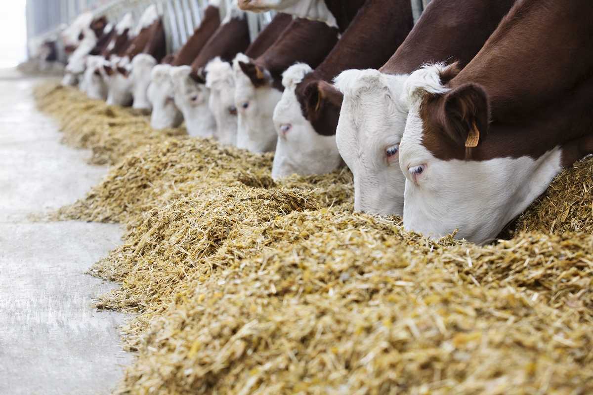 Как правильно кормить корову в домашних условиях. чем кормят коров. нормы и особенности кормления коров