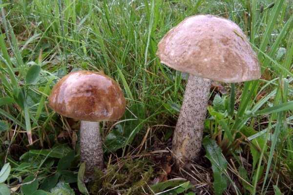 Подберезовик розовеющий: описание и сходство с другими грибами