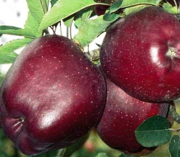 Ред делишес: описание сорта яблони и правила агротехники