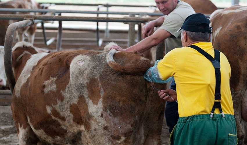Бык осеменитель: использование быков производителей