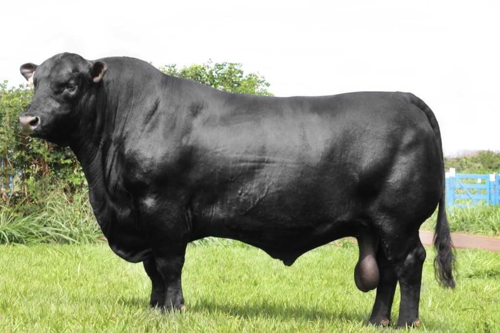 Об абердин-ангусской породе коров: описание и характеристики, содержание, уход