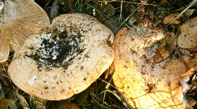 Сыроежка пищевая (russula vesca): фото, описание и как приготовить гриб