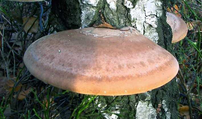 Трутовик серно-жёлтый (куриный гриб): фото и описание, где растёт, лечебные свойства, систематика